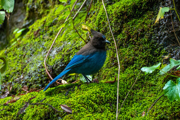 Steller's Jay (Cyanocitta stelleri) on green moss outdoors in California