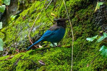 Steller's Jay (Cyanocitta stelleri) on green moss outdoors in California