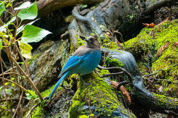 Steller's Jay (Cyanocitta stelleri) on green moss outdoors in California