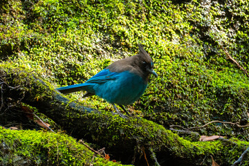 Steller's Jay (Cyanocitta stelleri) on green moss outdoors in California