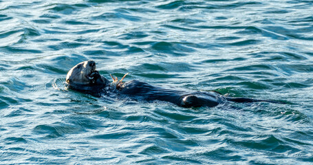 sea otter (Enhydra lutris) at fisherman's warf in Monterey, California USA