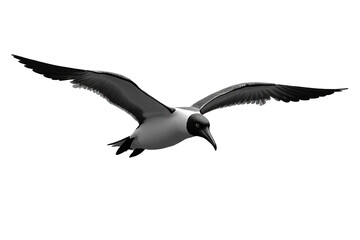Fototapeta premium soaring albatross, wings fully extended, its beak slightly open