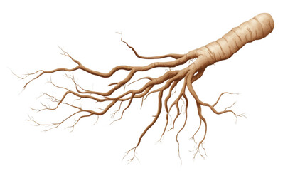 Ginseng root isolated on white background 