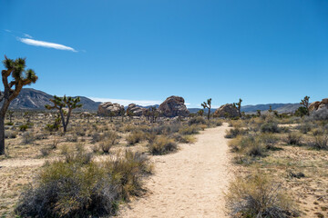 Trail in desert landscape of Joshua trees in skull rock area of Joshua Tree National Park, California USA