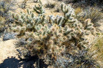 Cholla (Cylindropuntia) cactus garden in joshua tree national park, usa california