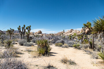 Desert landscape of Joshua trees in Barker Dam area of Joshua Tree National Park, California USA