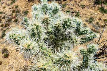 Cholla (Cylindropuntia) cactus garden in joshua tree national park, usa california