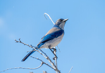 Western scrub jay (Aphelocoma californica) on a branch in Joshua Tree National Park, California USA