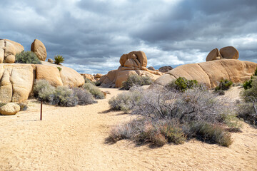 Desert landscape of Joshua trees in skull rock area of Joshua Tree National Park, California USA