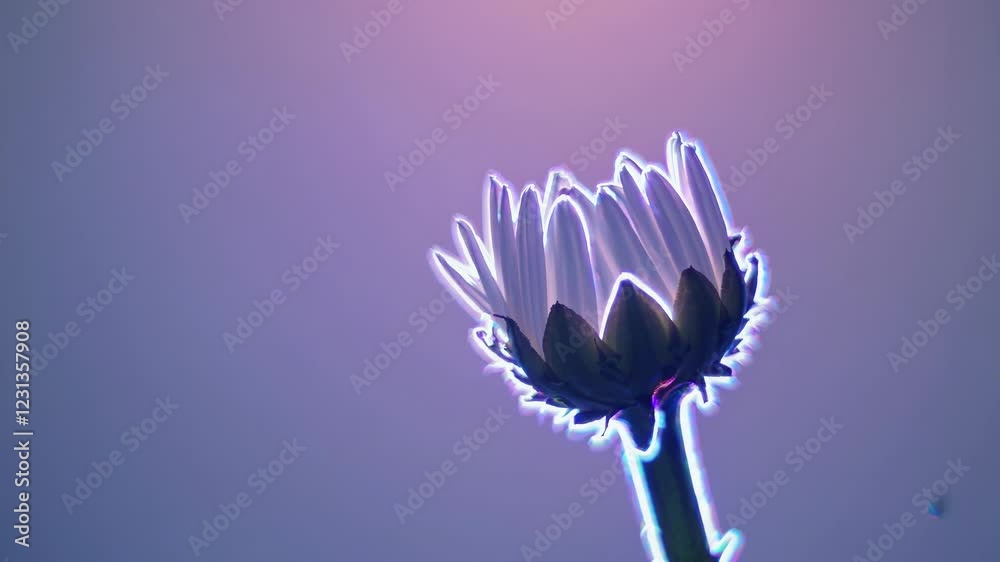 Poster a dreamlike transitional series of a daisy shifting from a tight bud to a radiant bloom, its transpa