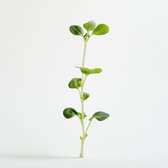 A Tiny Sprout of Hope: Fresh Life in Nature