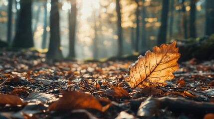 A decaying leaf on the forest floor in autumn.