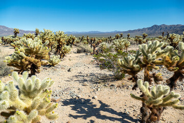 Cholla (Cylindropuntia) cactus garden in joshua tree national park, usa california