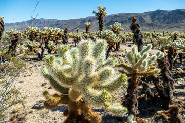 Cholla (Cylindropuntia) cactus garden in joshua tree national park, usa california