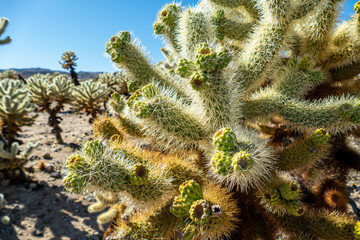 Cholla (Cylindropuntia) cactus garden in joshua tree national park, usa california