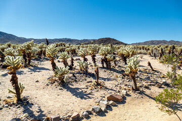Cholla (Cylindropuntia) cactus garden in joshua tree national park, usa california