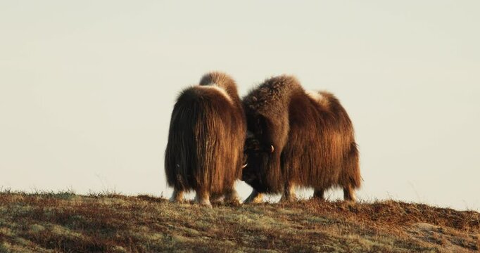 Aggressive rival musk oxen bulls stand head to head challenge in sunset glow