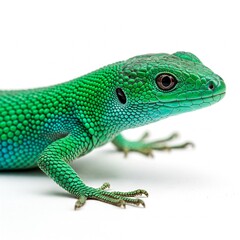 Fototapeta premium close up green lizard reptile on white background