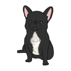 フレンチブルドッグ(ブラック)