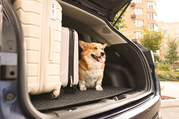 Pembroke Welsh Corgi near suitcases in car trunk