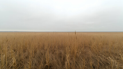 Obraz premium Autumnal grassland under overcast sky, wide shot