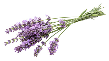 Fototapeta premium Lavender flowers bundle isolated on transparent background PNG image