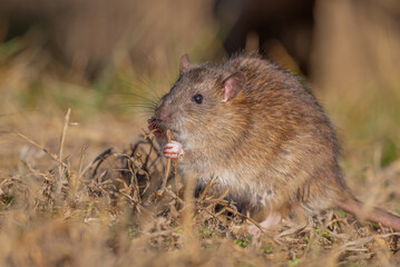 
Brown Rat (Rattus norvegicus) is a rodent that spread from China to almost all coastal cities outside Antarctica via cargo ships.