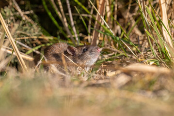 
Brown Rat (Rattus norvegicus) is a rodent that spread from China to almost all coastal cities outside Antarctica via cargo ships.