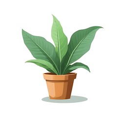 Obraz premium green plant in a pot
