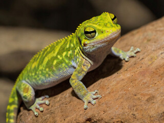 Fototapeta premium chubby green gecko