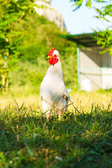 White chicken walking through green grass in a sunny farm setting near a barn