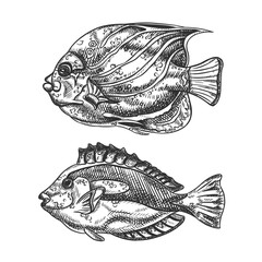 Vector illustration of sea and ocean seaweed plant and coral. Isolated object on a white background. Tropical underwater element, natural bottom world. Hand drawn textured sketch, isolated background