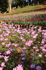 Sonata Pink Cosmos (Cosmos bipinnatus), commonly called Garden cosmos or Mexican aster at Mae Fah Luang Garden, Doi Tung, Chiang Rai, Thailand.