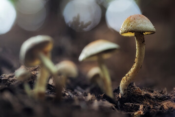 Group of mushrooms of the species Hypholoma Fasciculare growing on the ground within a cypress forest