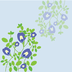 Vector illustration of butterfly pea flower 