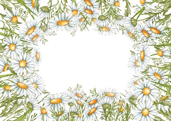 Obraz premium Daisy border. Hand drawn frame illustration of chamomile flowers. Hand painted summer rustic wildflowers