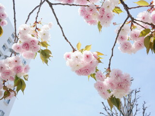 桜