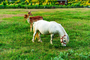Obraz premium Horses and deer grazing together in a lush green field on a sunny day in the countryside