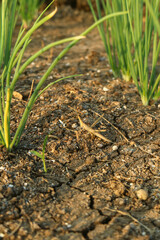 dead snails in broken ground