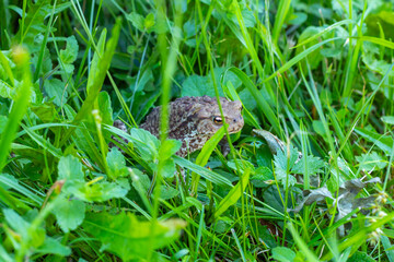 Taod sitting in long grass