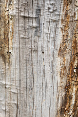 Beautiful wooden background made of cross-cut wood with a pattern of rings. Template for an inscription. Mockup for design. High quality photo.