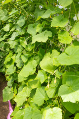 Rows of ripe cucumbers on the branches in greenhouse.