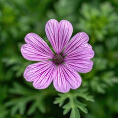 Fototapeta premium Delicate Pink Flower with Striking Purple Veins on Lush Green Background