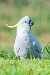Sulphur-crested Cockatoo on the grass