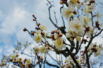 白い梅の花と空