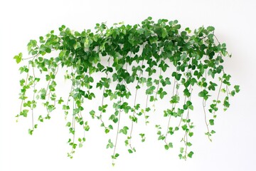 Fototapeta premium Lush green ivy plant cascading against white background