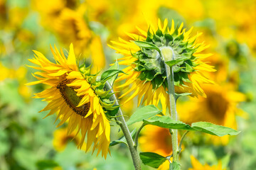 Stunning Summer Sunflowers and Honey Bees