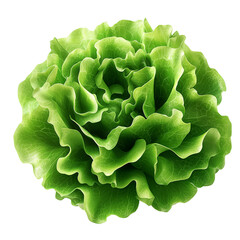 Fototapeta premium Large green leafy vegetable with a spiral shape