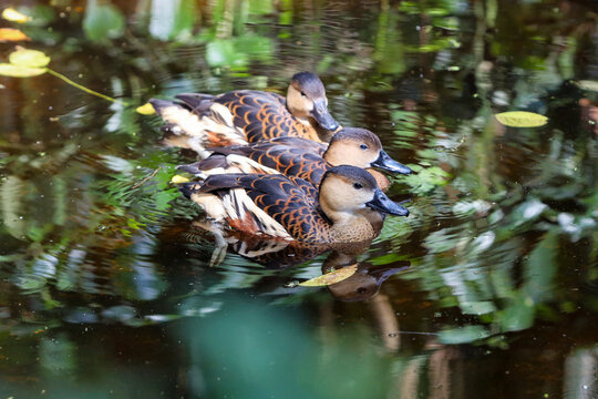group of lesser whistling ducks swimming in the pond