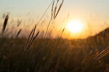 Naklejka premium A tranquil golden hour landscape of wild grasses in the countryside, bathed in the warm glow of the evening sun.